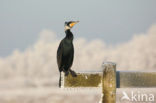 Great Cormorant (Phalacrocorax carbo)