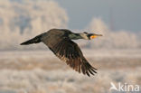 Great Cormorant (Phalacrocorax carbo)