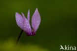 Cyclamen coum
