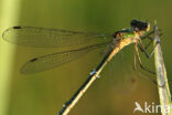 Azuurwaterjuffer (Coenagrion puella)