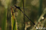 Azuurwaterjuffer (Coenagrion puella)