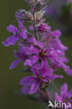 Willowherb (Epilobium latifoka)