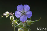 Beemdooievaarsbek (Geranium pratense)