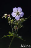 Beemdooievaarsbek (Geranium pratense)