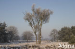 Birch (Betula)