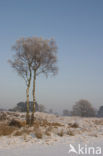 Birch (Betula)