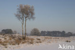 Birch (Betula)