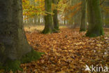 Beech (Fagus sylvatica)