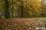 Beech (Fagus sylvatica)