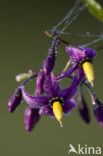 Bitterzoet (Solanum dulcamara)