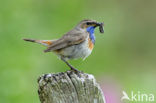 Blauwborst (Luscinia svecica)