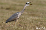 Blauwe Reiger (Ardea cinerea)