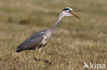 Grey Heron (Ardea cinerea)