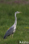 Blauwe Reiger (Ardea cinerea)