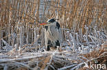 Blauwe Reiger (Ardea cinerea)