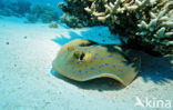 Blue-spotted Stingray (Taeniura lymma)