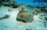 Blue-spotted Stingray (Taeniura lymma)