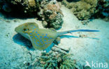 Blue-spotted Stingray (Taeniura lymma)