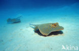 Blue-spotted Stingray (Taeniura lymma)