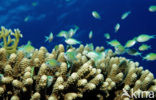 Blue green damselfish (Chromis viridis)