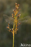 Bloedrode heidelibel (Sympetrum sanguineum)