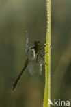 Bloedrode heidelibel (Sympetrum sanguineum)