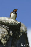 Boerenzwaluw (Hirundo rustica) 