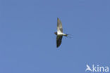 Boerenzwaluw (Hirundo rustica) 