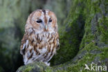 Tawny Owl (Strix aluco)