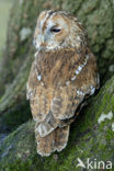 Tawny Owl (Strix aluco)