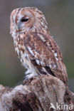 Tawny Owl (Strix aluco)