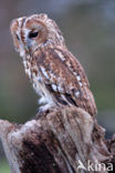 Tawny Owl (Strix aluco)