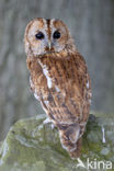 Tawny Owl (Strix aluco)