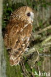 Bosuil (Strix aluco)