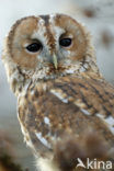 Bosuil (Strix aluco)