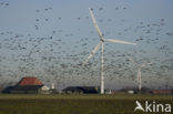 Barnacle Goose (Branta leucopsis)