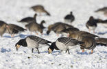 Brandgans (Branta leucopsis)