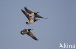 Brandgans (Branta leucopsis)