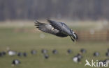 Barnacle Goose (Branta leucopsis)