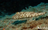 Guinean puffer (Sphoeroides marmoratus)