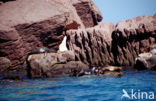 Californian sea lion (Zalophus californianus)