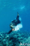 Californian sea lion (Zalophus californianus)