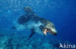 Californian sea lion (Zalophus californianus)