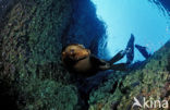 Californian sea lion (Zalophus californianus)