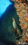 Californian sea lion (Zalophus californianus)