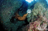 Californian sea lion (Zalophus californianus)