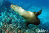 Californian sea lion (Zalophus californianus)