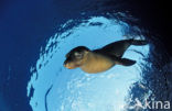 Californian sea lion (Zalophus californianus)