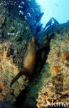 Californian sea lion (Zalophus californianus)