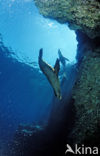 Californian sea lion (Zalophus californianus)